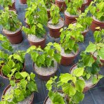 Moruša čierna (Morus nigra) ‘GERARDI DWARF’ - výška 20-30 cm, kont. C2L